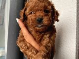 Muhteşem Kalitede Redbrown Toypoodle Yavrularımız