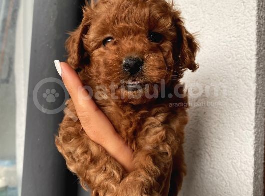 Muhteşem Kalitede Redbrown Toypoodle Yavrularımız görsel