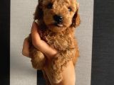 Sağlık Ve Irk Garantili Poodle Bebeklerimiz
