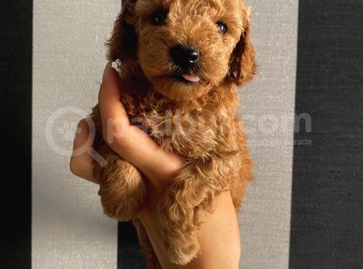 Sağlık Ve Irk Garantili Poodle Bebeklerimiz görsel