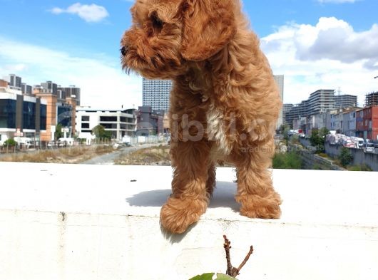 Saglik Ve Irk Garanti̇li̇ Red Brown Toy Poodle Yavrularimiz