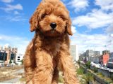 Muhteşem Güzelli̇kteki̇ Orjinal Red Brown Toy Poodle Yavrulari̇mi̇z