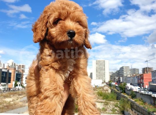 Muhteşem Güzelli̇kteki̇ Orjinal Red Brown Toy Poodle Yavrulari̇mi̇z görsel