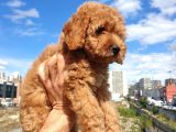 Muhteşem Güzelli̇kteki̇ Orjinal Red Brown Toy Poodle Yavrulari̇mi̇z