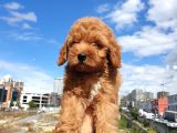 MUHTEŞEM GÜZELLİKTEKİ ORJINAL RED BROWN TOY POODLE YAVRULARİMİZ