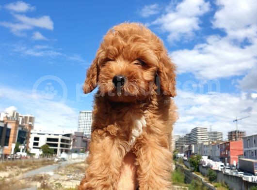Muhteşem Güzelli̇kteki̇ Orjinal Red Brown Toy Poodle Yavrulari̇mi̇z