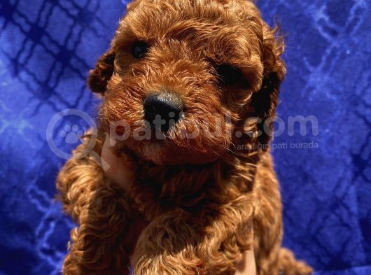 Sağlık Ve Irk Garantili Poodle Bebeklerimiz görsel