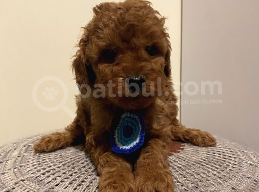 Ev Ortamında Büyüyen Toypoodle Bebeklerimiz görsel