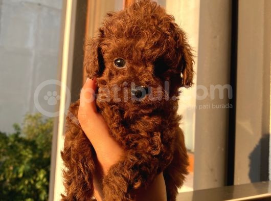 Redbrown Bebeklerrrr görsel