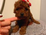 Muhteşem Kalitede Redbrown Toypoodle Yavrularımız