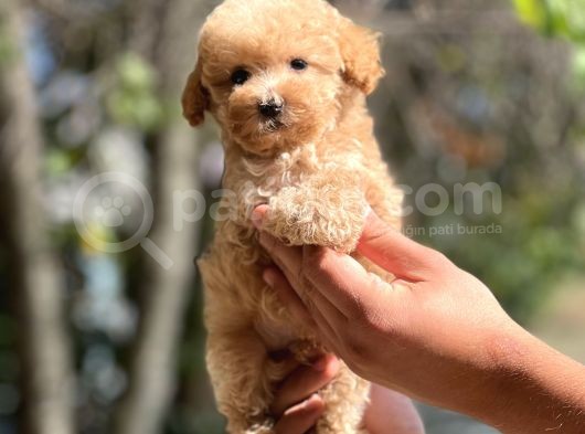 Sağlik Garanti̇li̇ Toy Poodle Bebekler görsel