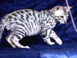 Secereli Silver Bengal Erkek