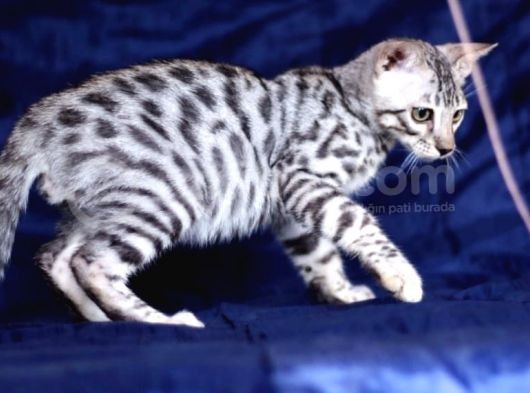 Secereli Silver Bengal Erkek görsel