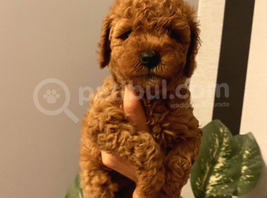 Karamelll.toypoodle ‘In Muhteşem Bebekleri görsel