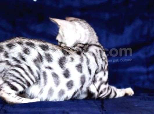 Secereli Silver Bengal Erkek