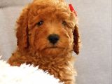 Safkan Toy Poodle Yavrular