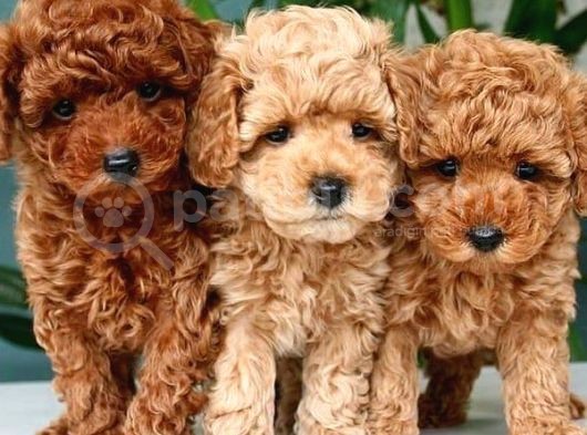 A Plus Toy Poodle Yavrular