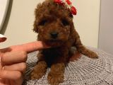 Ev Ortamında Büyüyen Toypoodle Bebeklerimiz