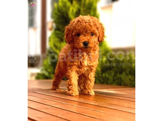Büyümeyen Cins Toy Poodle Yavrular