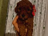 Sağlık Ve Irk Garantili Poodle Bebeklerimiz