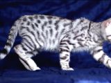 Secereli Silver Bengal Erkek