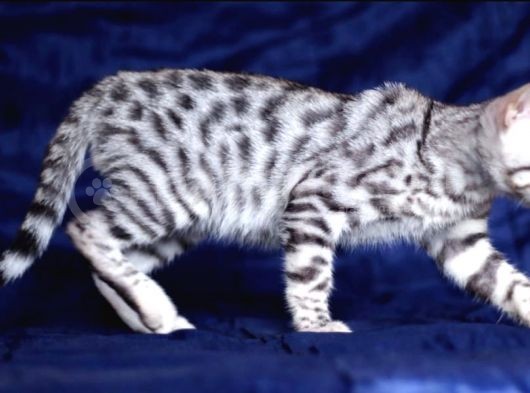 Secereli Silver Bengal Erkek görsel