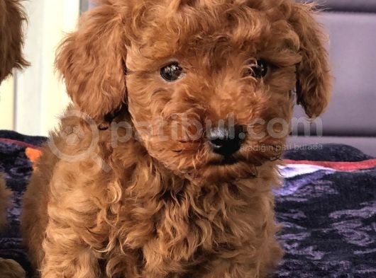 Anne Altından Toy Poodle Yavrular görsel