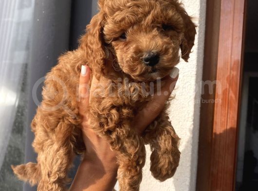 Aşılı Pasaportlu Toypoodle Bebekler görsel