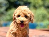 Muhtesem Guzellikte Toy Poodle Bebekler