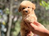 Sağlik Garanti̇li̇ Toy Poodle Bebekler