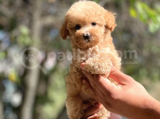 Sağlik Garanti̇li̇ Toy Poodle Bebekler