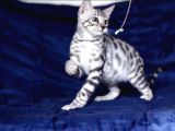 Secereli Silver Bengal Erkek
