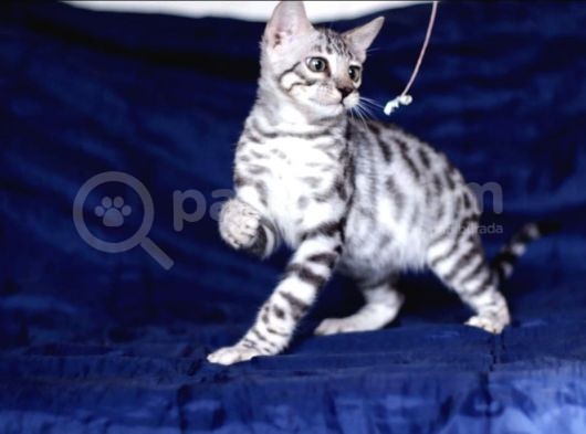 Secereli Silver Bengal Erkek görsel