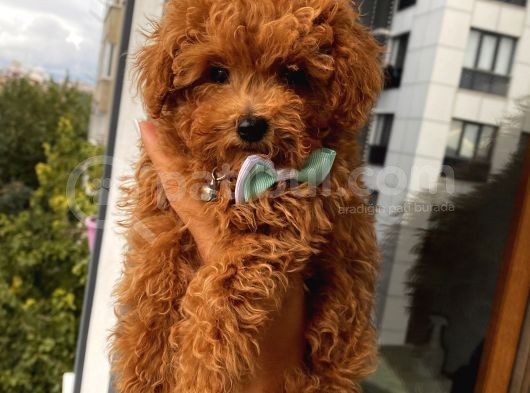 Muhteşem Kalitede Redbrown Toypoodle Bebeklerimiz görsel