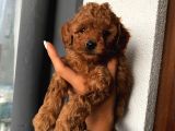 Muhteşem Kalitede Redbrown Toypoodle Yavrularımız