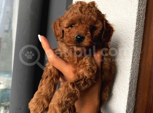 Muhteşem Kalitede Redbrown Toypoodle Yavrularımız görsel