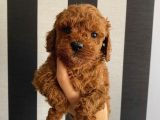 Sağlık Ve Irk Garantili Poodle Bebeklerimiz