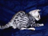 Secereli Silver Bengal Erkek
