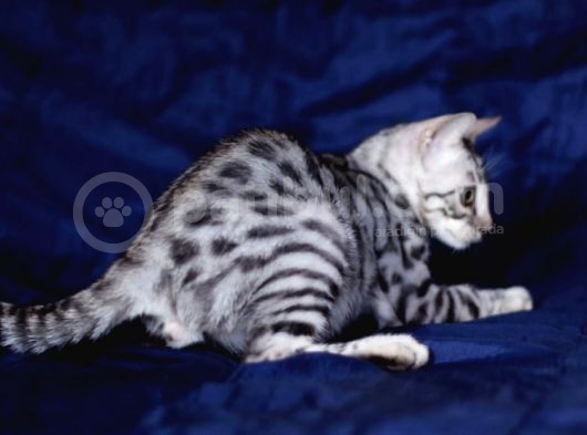 Secereli Silver Bengal Erkek görsel