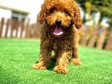 Red Poodle Bebekler Çi̇ftli̇ği̇mi̇zden