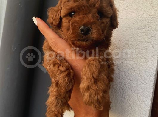 Muhteşem Kalitede Redbrown Toypoodle Yavrularımız görsel