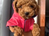 Karamelll.toypoodle ‘In Muhteşem Bebekleri
