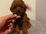 Ev Ortamında Büyüyen Toypoodle Bebeklerimiz