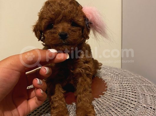 Ev Ortamında Büyüyen Toypoodle Bebeklerimiz görsel