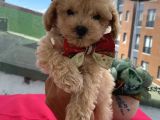 Ev Doğumlu ToyPoodle Bebişlerimiz