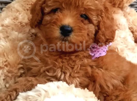 Safkan Toy Poodle Yavrular görsel
