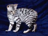 Secereli Silver Bengal Erkek
