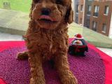 Sağlık Ve Irk Garantili Poodle Bebeklerimiz