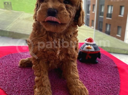 Sağlık Ve Irk Garantili Poodle Bebeklerimiz görsel