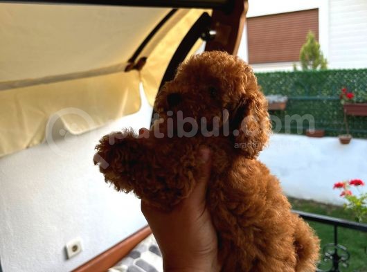 Gulen Surat Dunya Tatlisi Toy Poodle Bebeklerimiz görsel